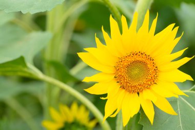 Parlak ayçiçeği yaklaş. Seçici odaklanma. Doğanın güzelliği, yaz konsepti