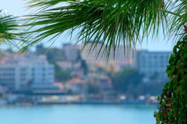 Parlak yeşil palmiye yaprakları şehir manzarasına yakın. Yaz konsepti