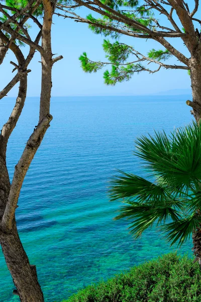 Sommerszene mit Pinien und Palmen und leuchtendem türkisfarbenem Meer. Naturschönheit, Sommerkonzept — Stockfoto