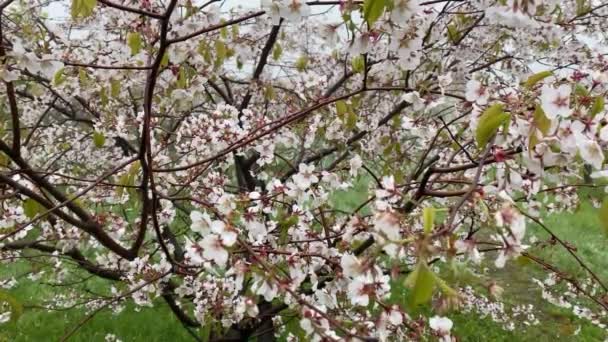 Roze bloeiende boom beweegt in een lichte wind close-up. Selectieve focus. Voorjaarsbloemen achtergrond. Begrip natuurschoon. — Stockvideo