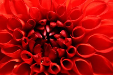 Sümer zaman çiçek