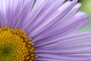 Menekşe makro çiçek