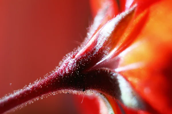 Pink flower sumer time closeup — Stock Photo, Image