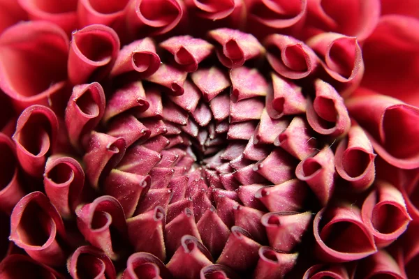 Pembe çiçek Sümer zaman portre — Stok fotoğraf