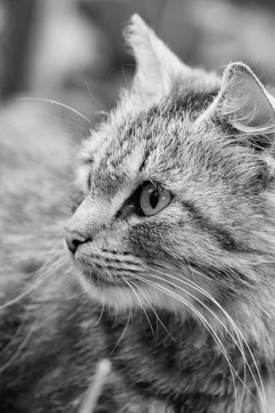 Abgestreifte schwarze Katze in sommerlicher Zeit, im Gras, das aufklappbare Foto. Ein Jahr entkleidete Hauskatze. — Stockfoto