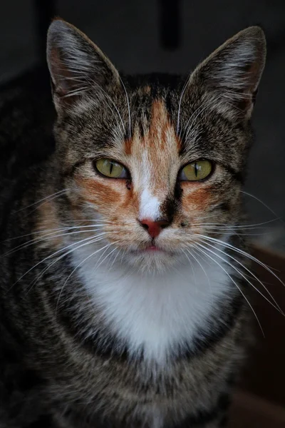 Schöne Katze im Sommer — Stockfoto