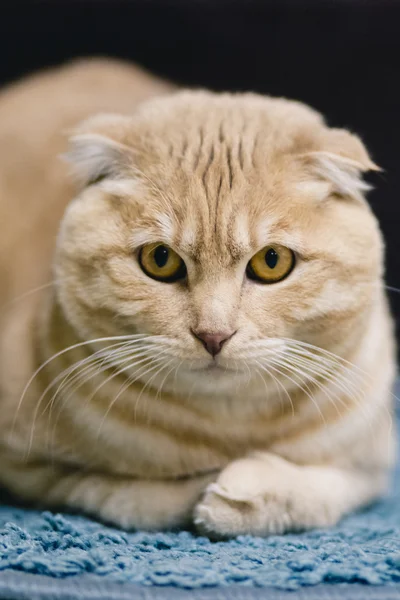 Retrato de gato — Fotografia de Stock