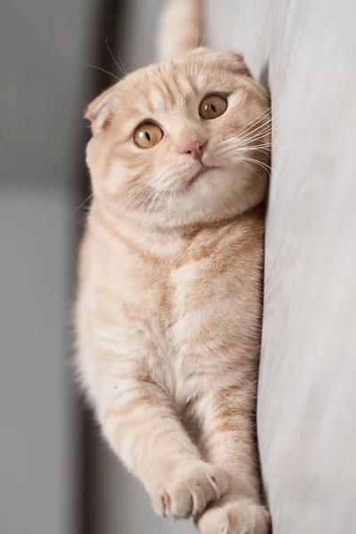 Katt porträtt — Stockfoto