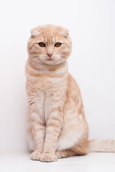 Katt porträtt — Stockfoto