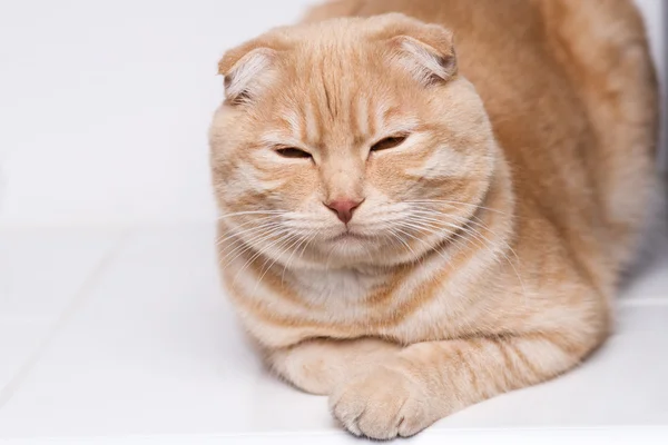 Retrato de gato — Fotografia de Stock