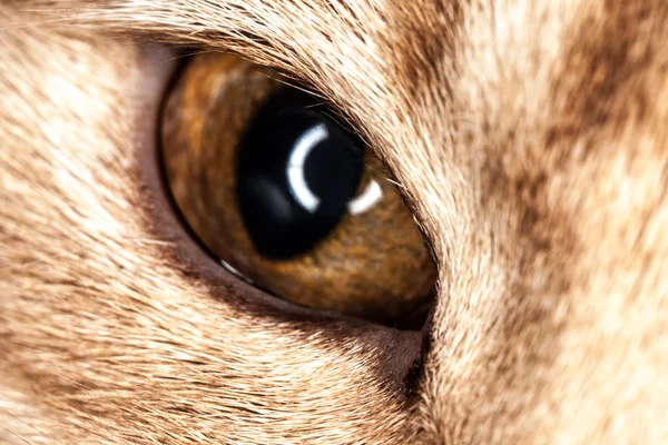 Één kat oog macro close-up — Stockfoto