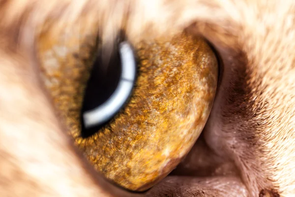 Animals eye macro — Stock Photo, Image
