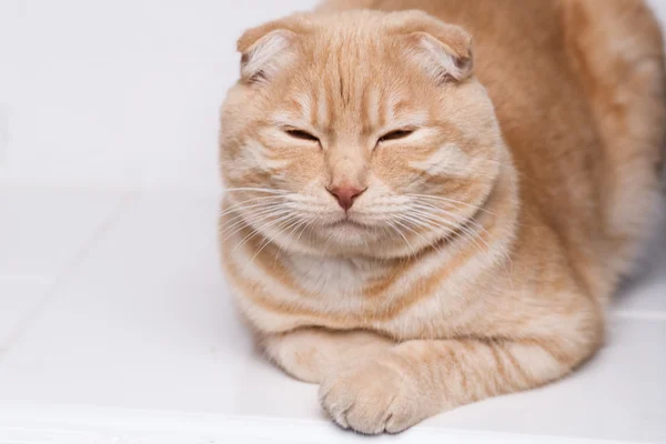 Retrato de gato — Foto de Stock