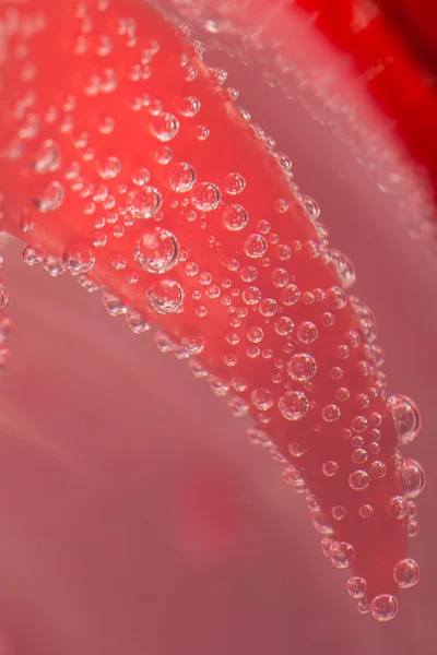 Bulles d'eau sur un rouge — Photo