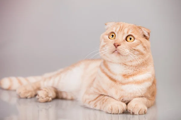 Retrato de gato — Fotografia de Stock