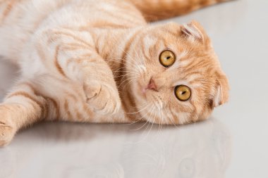 kedi portre