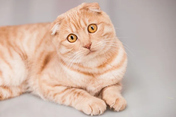 Cat portrait — Stock Photo, Image