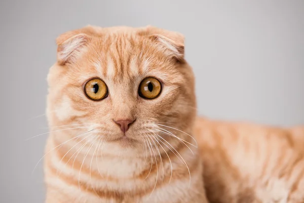 Retrato de gato — Fotografia de Stock