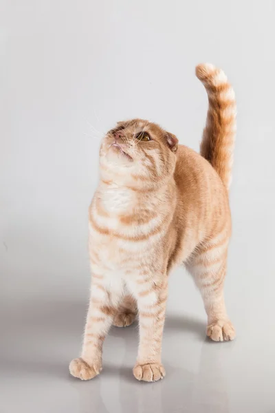 Retrato de gato — Fotografia de Stock