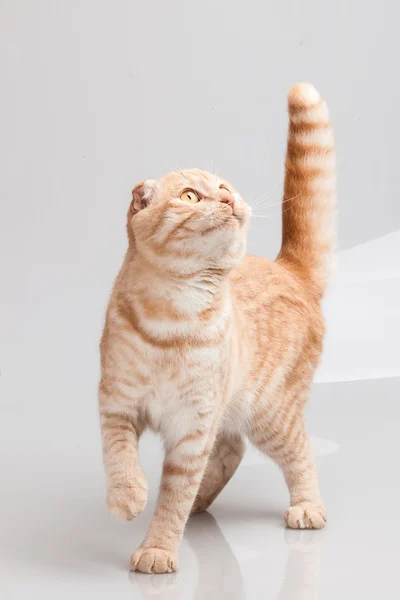 Katt porträtt — Stockfoto