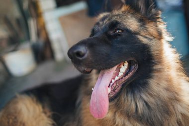 Köpek, Alman kurdu dilini çıkarmış..