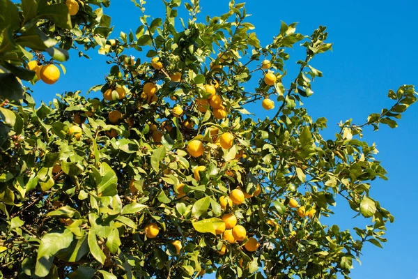 Mavi Gökyüzüne Karşı Ağaçta Olgunlaşmış Sarı Limonlar - Stok İmaj