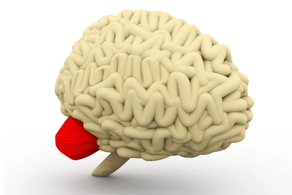 Human brain — Stock Photo, Image