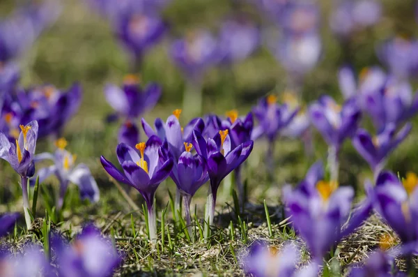 Crocuses in the Valley Chocholowska. — Stock Photo, Image