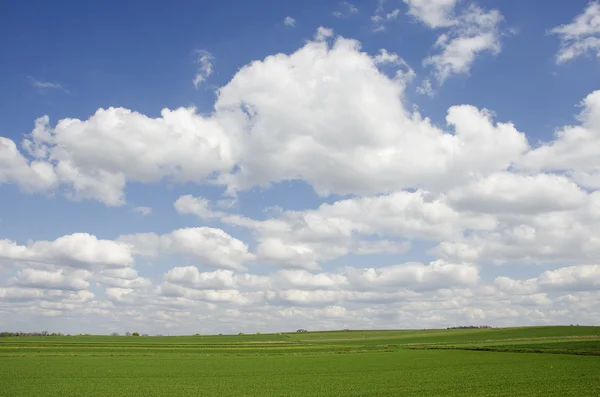 Blauer Himmel über dem Rapsfeld — Stockfoto