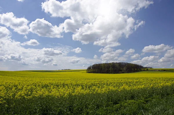 Blauer Himmel über dem Rapsfeld — Stockfoto