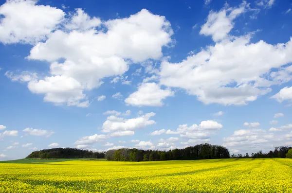 Blauer Himmel über dem Rapsfeld — Stockfoto