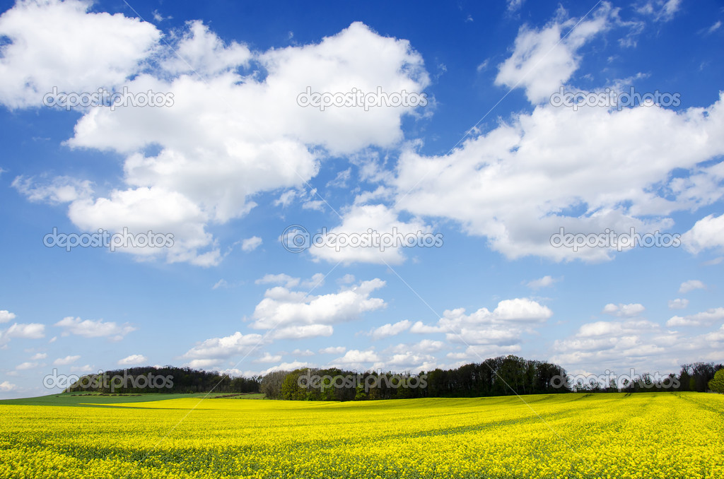 Blue sky over the rape field