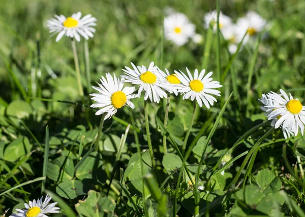 Fält av tusensköna blommor — Stockfoto