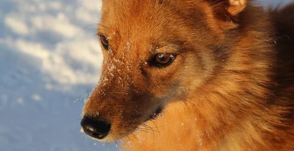 Красивая Красная Собака Смотрит Пушистый Белый Снег — стоковое фото
