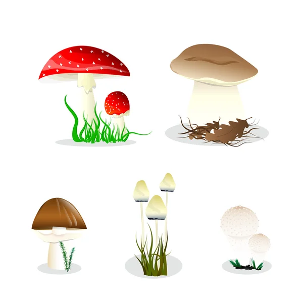 Vector mushrooms — Stock Vector
