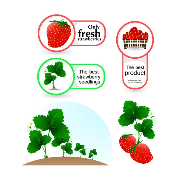 Illustration vektor växter av jordgubbar Royaltyfria illustrationer