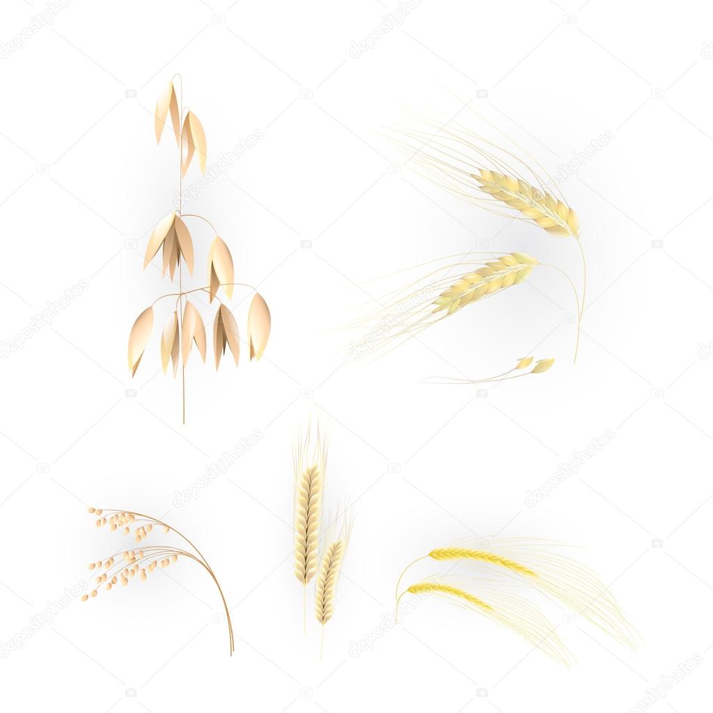 Illustration of the grain
