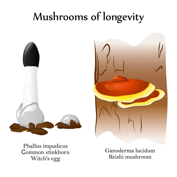 Cogumelos vetores da longevidade — Vetor de Stock