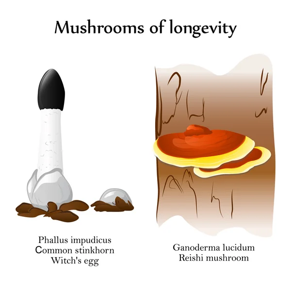 Wektor grzybami długowieczności — Wektor stockowy