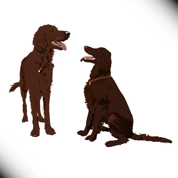 Dos perros vector lindo — Vector de stock