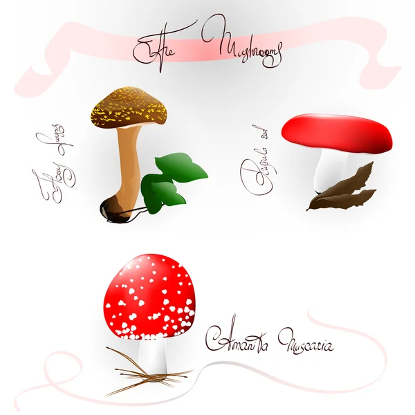 The mushrooms: Honey fungus, Russula red, Amanita Muscaria — Stock Vector
