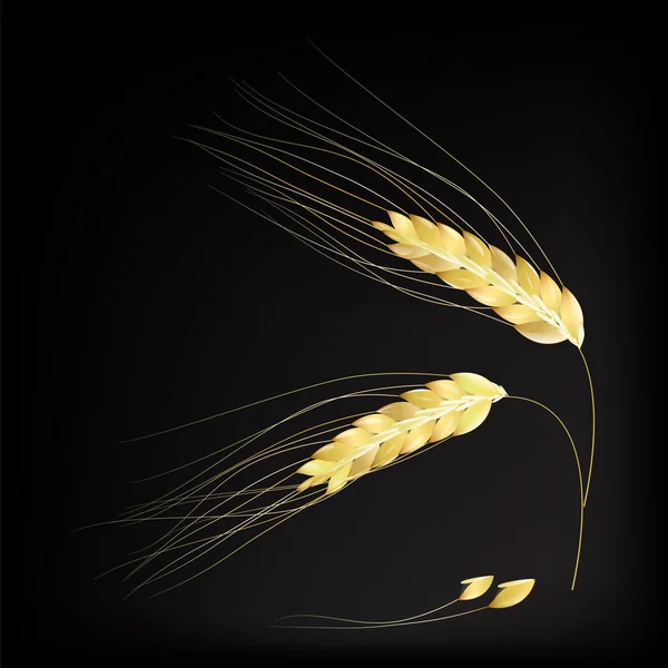 Öron av korn — Stock vektor