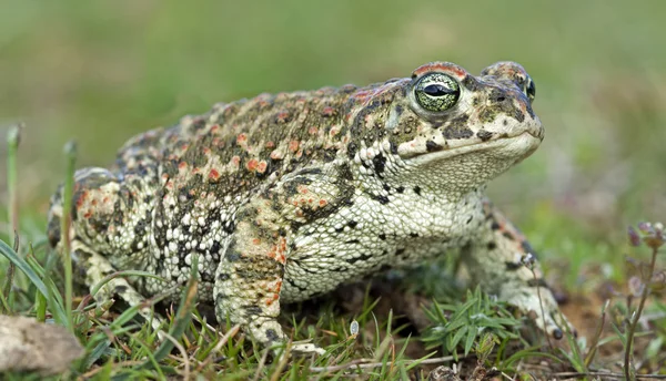 Ropucha zwyczajna (Epidalea calamita)) — Zdjęcie stockowe