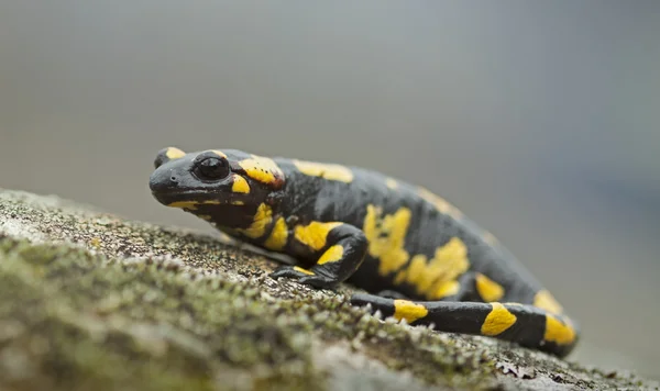 Salamandra de fuego (Salamandra salamandra) — Foto de Stock