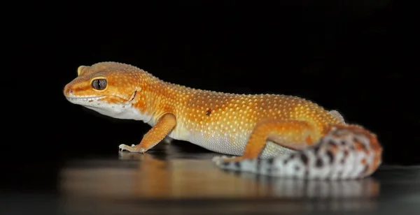 Super Hypo Tangerine leopard gecko (Eublepharis macularius) — Stock Photo, Image