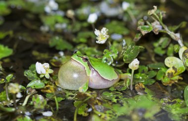 European tree frog croaking (Hyla arborea) clipart