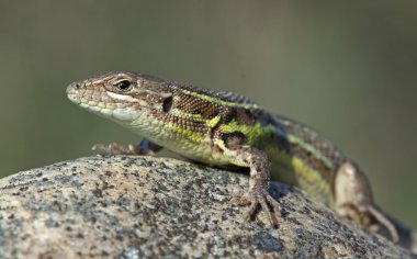 İspanyol psammodromus (psammodromus hispanicus)