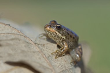 Perez'in Kurbağa (pelophylax perezi)