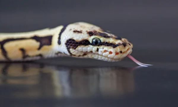 Hummelkugelpython (python regius)) — Stockfoto