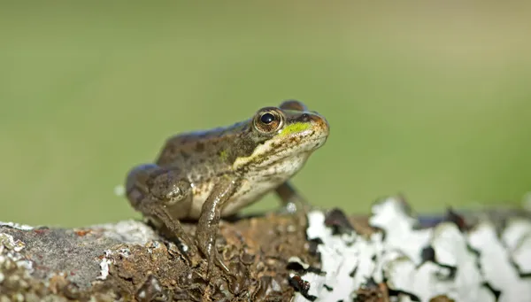 Perez's Frog (Pelophylax perezi) — Stock Photo, Image